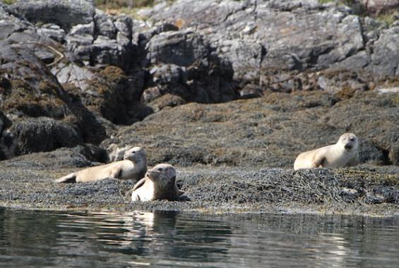 Wildlife