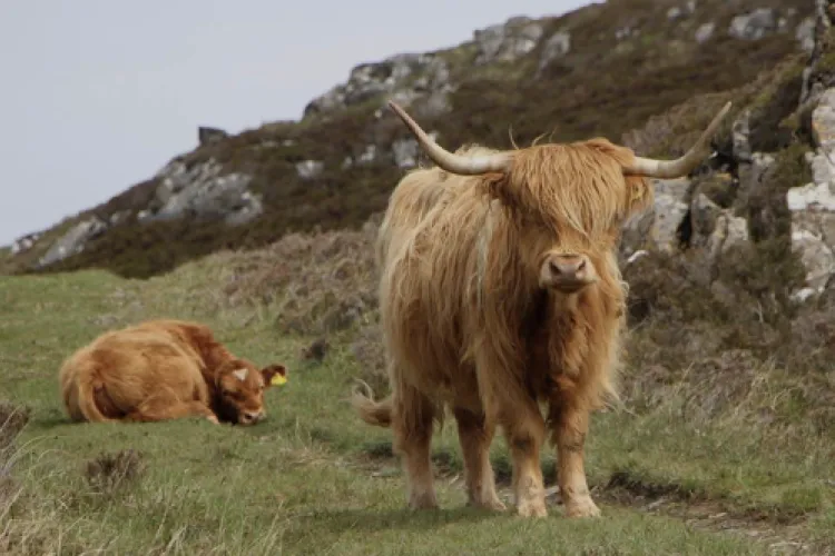 Highland cattle grazing on the hillside, one looking at the camera